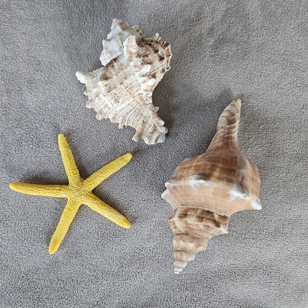 NEW Coastal Decor Set Shark Sign Shells Starfish & Shell Keychain Fish Tank Safe - Picture 5 of 10